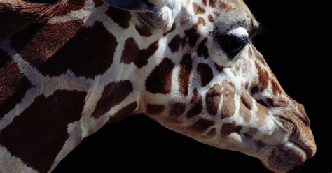 Can A Giraffe Be Born Without Spots Inside The Mutation
