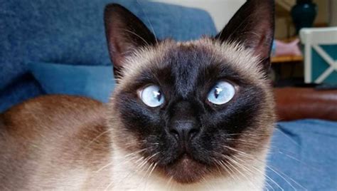 25 Hq Images Siamese Cat Life Expectancy Siamese Cat Wikipedia