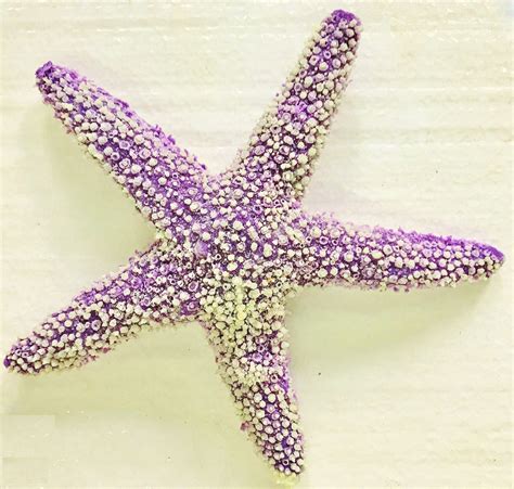 Purple Starfish Pisaster Ochraceus 15101 Starfish Sea Shell Decor