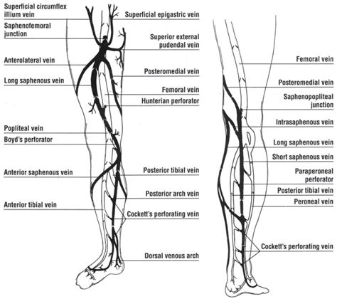 The Deep Venous System Venous Anatomy Of The Lower Extremity