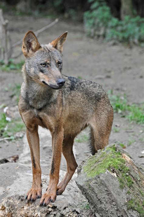 Iberian Wolf Iberische Wolf Canis Lupus Signatus Gaiapar Flickr