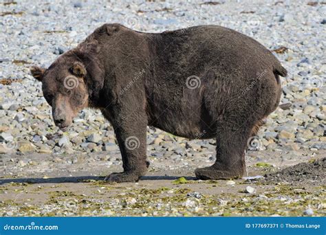 Dangerous Encounter A Huge Male Grizzly Bear In The Wilderness Of