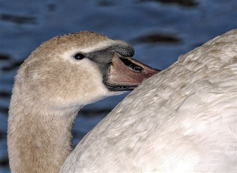 Free Images Wing Animal Pond Wildlife Beak Fauna Majestic