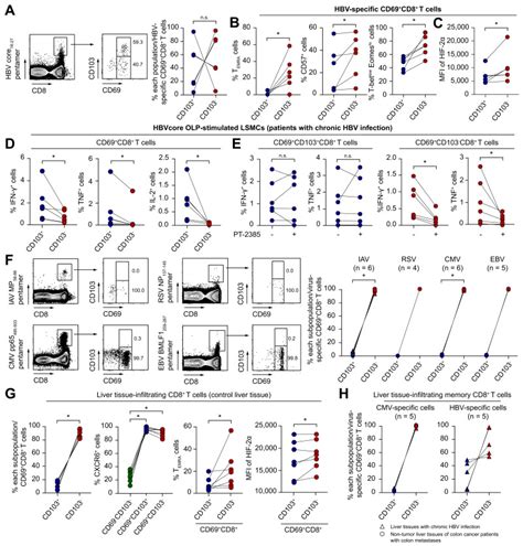 Functions Of Human Liver Cd69cd103 Cd8 T Cells Depend On Hif 2α