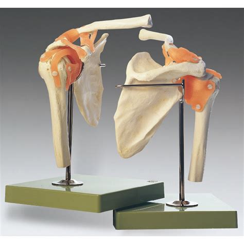 Functional Model Of The Shoulder Joint Anatomical Chart Company Ns 53