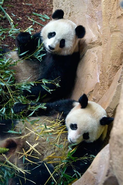 Huan Huan Et Yuan Zi Les Pandas Géants Du Zoo De Beauval Flickr