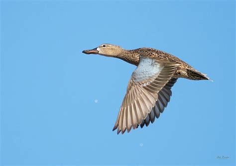 Cinnamon Teal In Flight Blue Winged Teal Teal Blue Feather