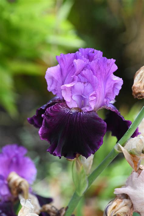 Tall Bearded Iris Iris Dangerous Liaison In The Irises Database
