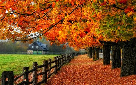Colorful Autumn Red Leaves Path Grass House Wallpaper Nature And