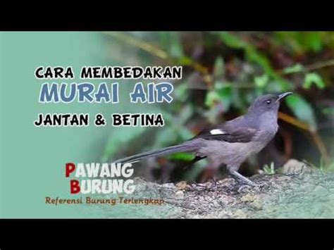 You can streaming and download for free here! Perbedaan Burung Murai Air Jantan Dan Betina - Blog ...