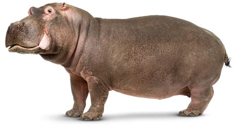 Pin By ΠΕΤΡΟΣ ΒΡΥΩΝΗΣ On ιποποταμος Hippopotamus Animals Wild