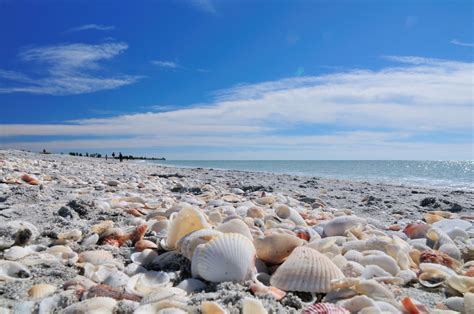 Seashell News Best Beach In Florida Sanibel Island Florida Sanibel