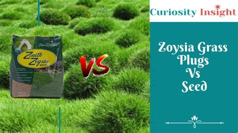 Zoysia Grass Plugs Vs Seeds A Comparative Analysis On Key Factors Curiosity Insight
