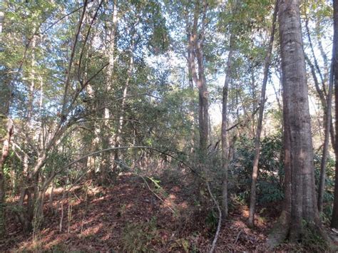 Columbia Marion County Ms Recreational Property Timberland Property