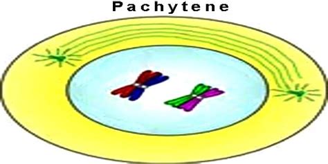 Pachytene Stage Of Meiosis In Plants Qs Study