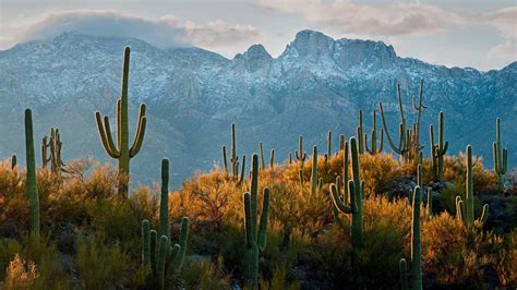 Saguaro Cacti In The Sonoran Desert Near Tucson Arizona Bing