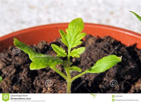 Cherry Tomato Seedling Stock Image Image Of Close Horticulture
