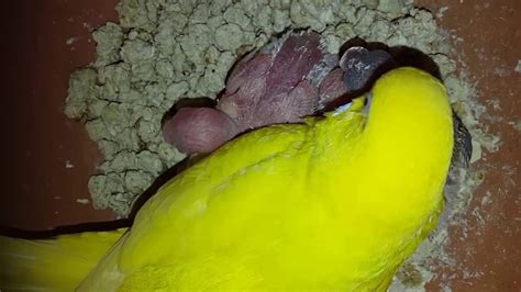 Budgie Babies Growth Stages Day 15 Eggs And New Born Budgie Chicks
