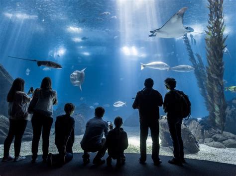 Lisbon Oceanarium Voted ‘worlds Best Aquarium The