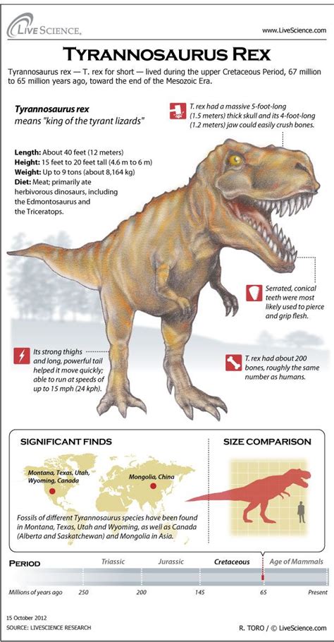 Dinosaur Profile Tyrannosaurus Rex Infographic Live Science