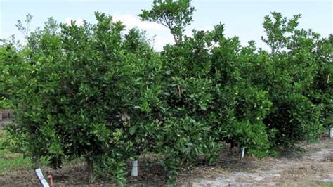 Scientists Find Success Fighting Citrus Greening With Gmos Growing