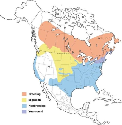 White Throated Sparrow Range Map All About Birds Cornell Lab Of