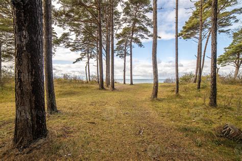 Baltic Seaside Pine Tree Forest In Lithuania Seaside Regional Park On