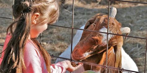 Goat Breeding 101 Beginners Guide To Breeding Season