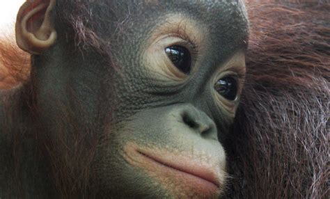 Orangután De Borneo Zoo Barcelona Orangutanes Animal De Compañia