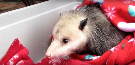 Do You Have An Opossum Under Your Porch