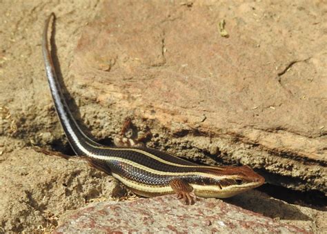 7380ex African Five Lined Skink African Five Lined Skink S Flickr