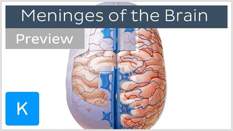 Meninges Of The Brain Overview Preview Human Anatomy Kenhub Youtube