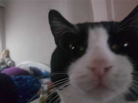 Still waiting for funny cats 4 : Apandah
