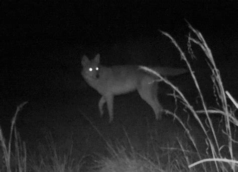 Eastern Coyote Susquehannock Wildlife Society