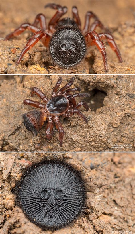 The Cork Lid Trapdoor Spider If You See What Looks Like An Ancient