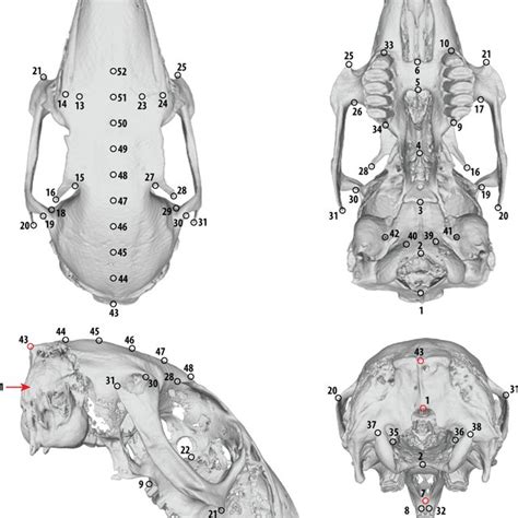 The 52 Landmarks Used In This Study To Characterize Cranial Shape