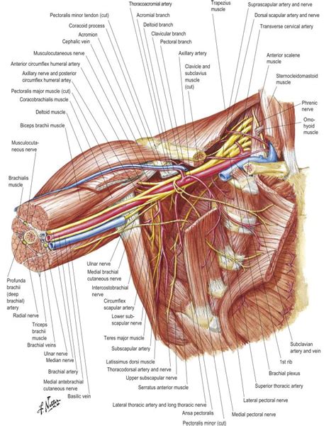 Nerve Anatomy Human Body Anatomy Human Anatomy And Physiology Muscle