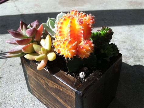We Made The Reclaimed Wood Planter Boxes For The Cacti Gardens Mg