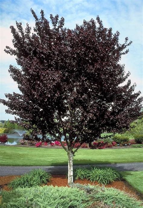 Ornamental Plum Trees Why You Should Buy One Craftsmumship