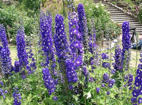 100 Mixed Delphinium Rocket Larkspur Giant Imperial Mix Etsy