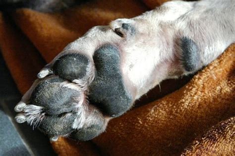 Are Your Dogs Paw Pads Hairy It Might Be Hyperkeratosis Heres What