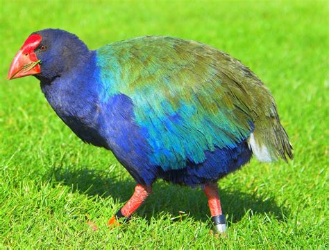Extinct New Zealand Bird