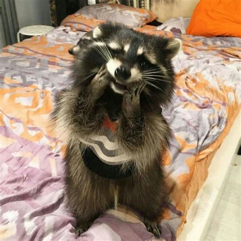 A Raccoon Is Standing On Its Hind Legs While Wearing A Sweater And