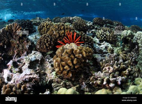 Healthy Coral Reef With A Red Slate Pencil Urchin Heterocentrotus