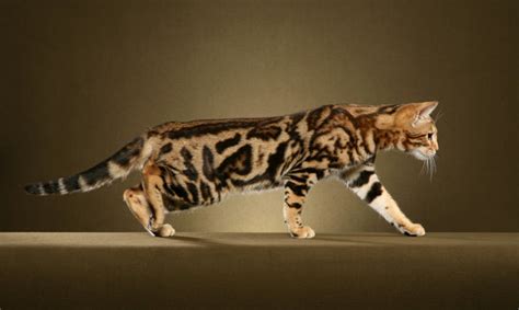 The marble, the background and the centre. 50 Most Adorable Bengal Cat Pictures And Images