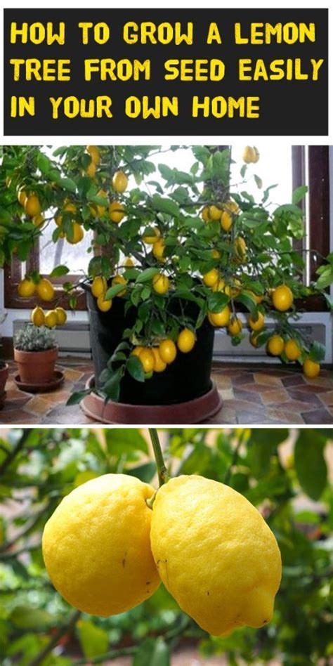 How To Grow A Lemon Tree From Seed Easily In Your Own Home Lemon Tree