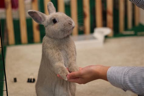 Psbattle This Confused Rabbit Holding A Humans Hand Photoshopbattles
