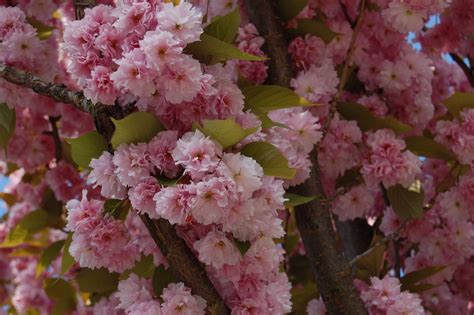 Sakura O Cerezo Japones 10 Semillas Bonsai Ornamental 8500 En