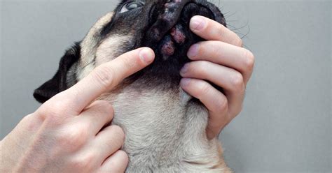How To Treat Eczema In Dogs Grilichwebsite