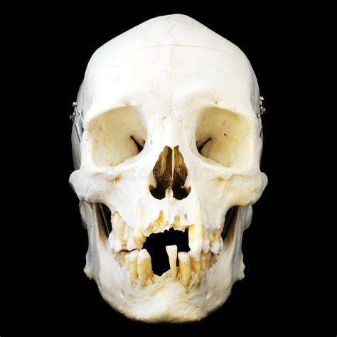 Human Skull Front View Stock Image Image Of Bone Consider 5320657